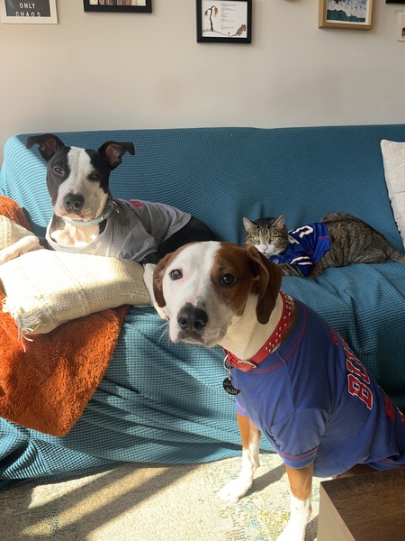 Ziti & Salem (+ Chomsky the Cat)