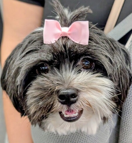 Lulu Bear fka Sugar Bear