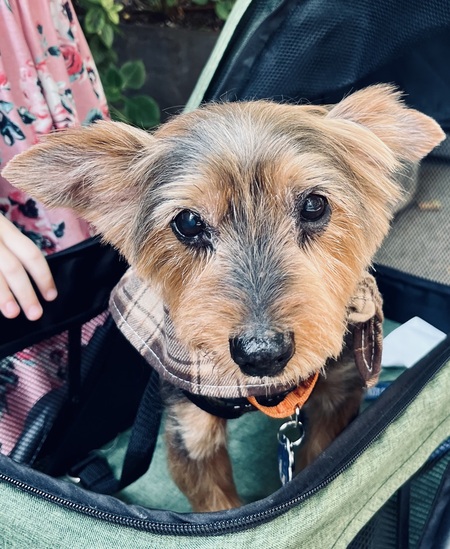 Humphrey