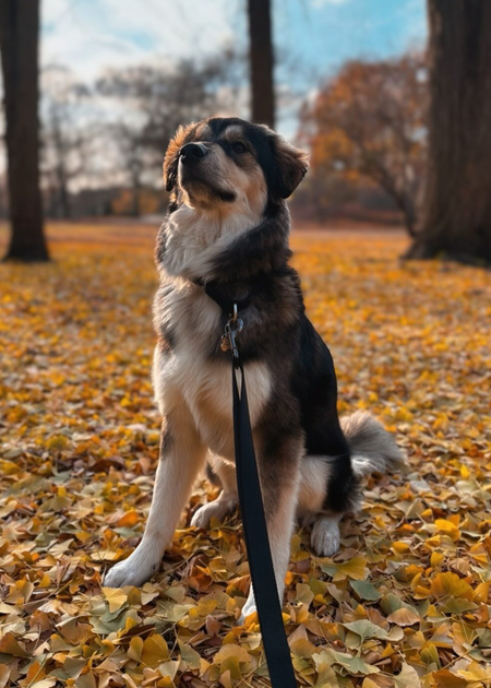 Arlo