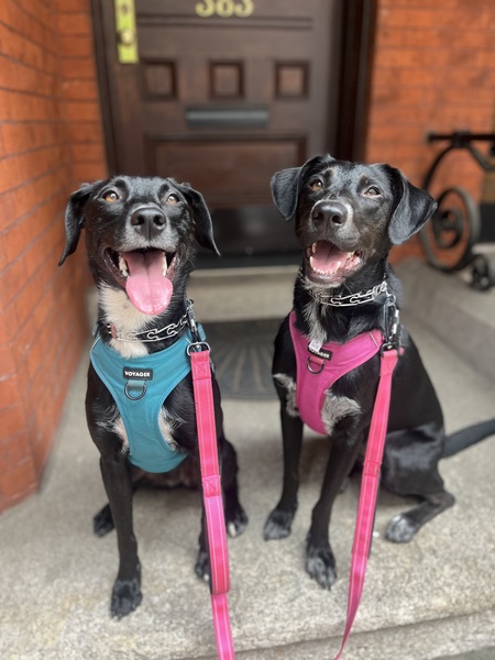 Paisley & Pepper 
