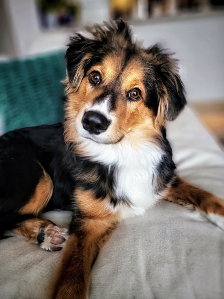 Entry image for Walter White-paws. Clicking this image will show a larger photo