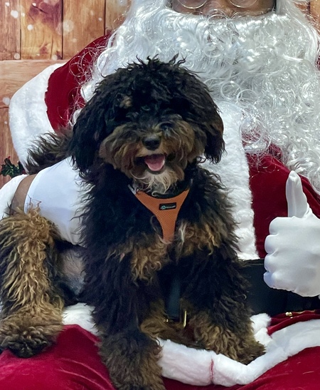 Entry image for Rocco. Clicking this image will show a larger photo