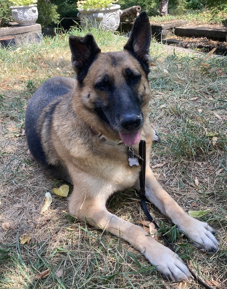 Entry image for Zoey. Clicking this image will show a larger photo