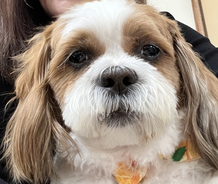 Entry image for Bandit. Clicking this image will show a larger photo
