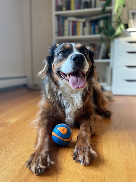 Entry image for Sadie . Clicking this image will show a larger photo
