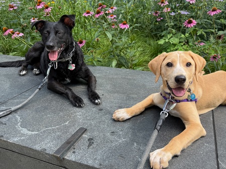 Entry image for Weezy & Kaya. Clicking this image will show a larger photo