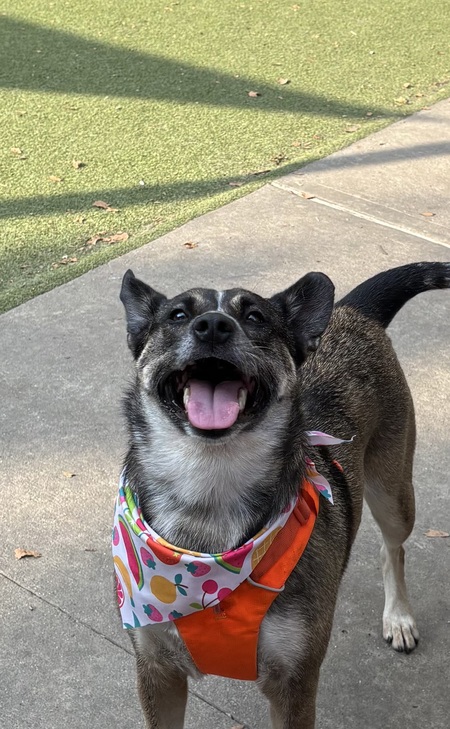 Entry image for Scrappy. Clicking this image will show a larger photo