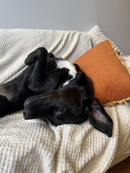 Entry image for Benji . Clicking this image will show a larger photo