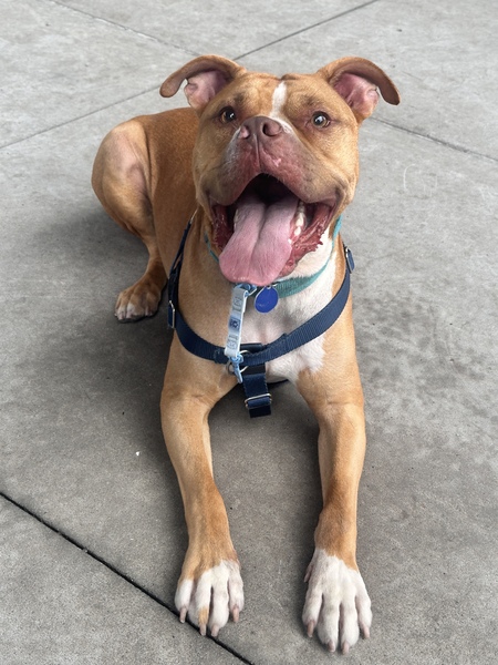 Entry image for Rufus. Clicking this image will show a larger photo