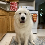 Entry image for Milo (MoMo)