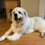 Entry image for Bumble