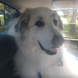 Entry image for Sophie
