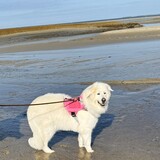 Entry image for Lily Bear