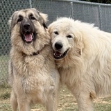 Entry image for Carmine and Willow