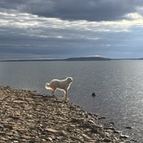 Entry image for Sam