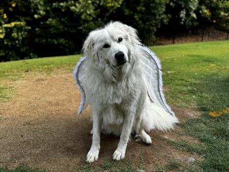 Entry image for Hank. Clicking this image will show a larger photo