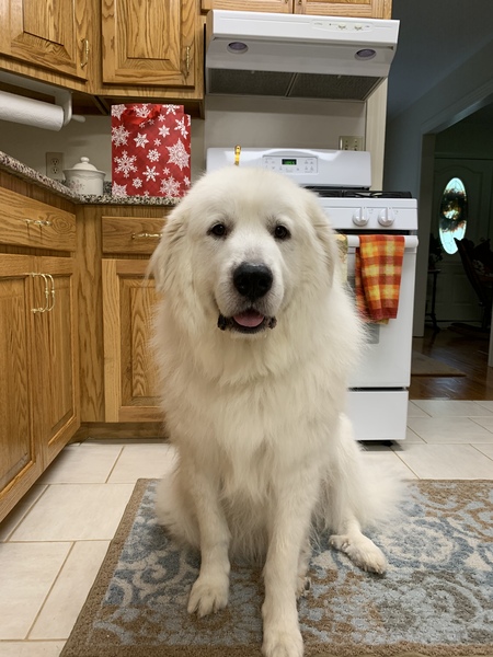 Entry image for Milo (MoMo). Clicking this image will show a larger photo