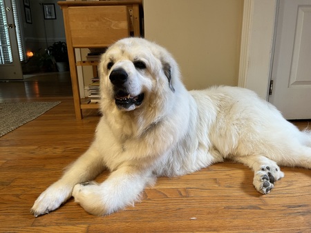 Entry image for Bumble. Clicking this image will show a larger photo