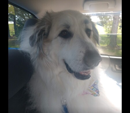 Entry image for Sophie. Clicking this image will show a larger photo