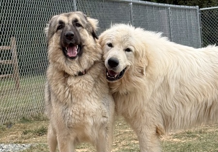 Entry image for Carmine and Willow. Clicking this image will show a larger photo