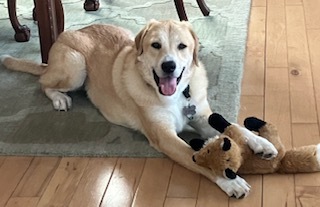 Entry image for Finn. Clicking this image will show a larger photo