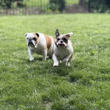 Entry image for Jingle and Belle