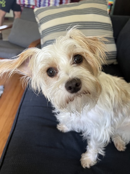 Daisy