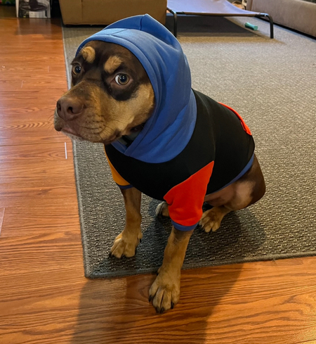 Yogi 