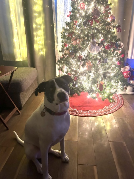 Maisy 