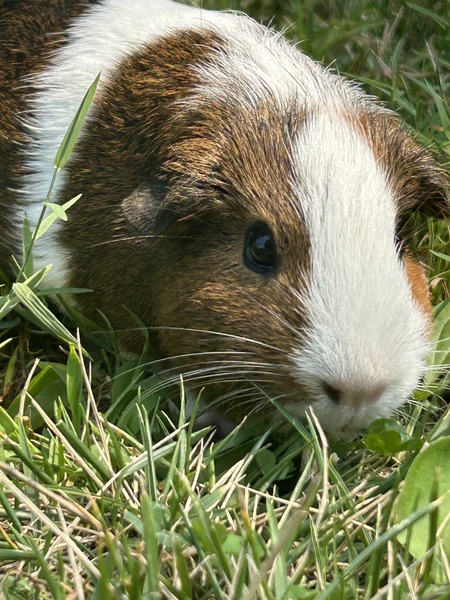 Toby