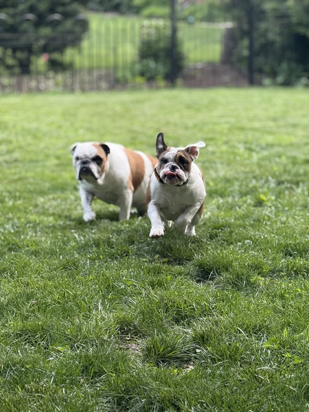 Entry image for Jingle and Belle. Clicking this image will show a larger photo