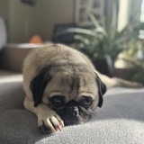 Entry image for Gus