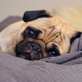 Entry image for Peanut