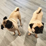 Entry image for Finnegan & Mercy