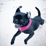 Entry image for Ruby