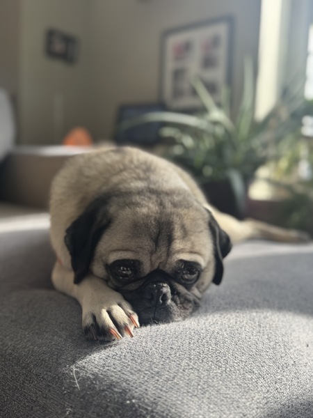 Entry image for Gus. Clicking this image will show a larger photo