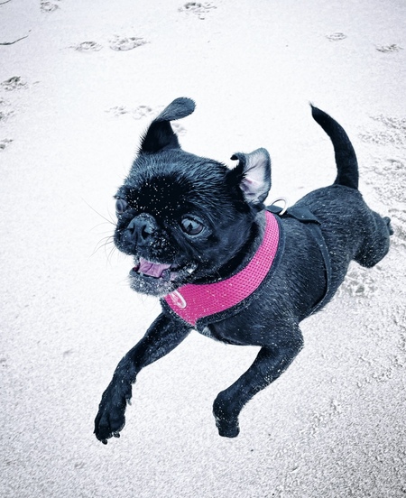 Entry image for Ruby. Clicking this image will show a larger photo