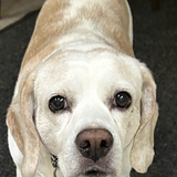 Entry image for Chloe