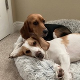 Entry image for Boone and Gretel