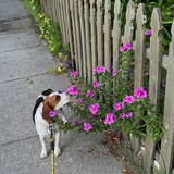 Entry image for Olive