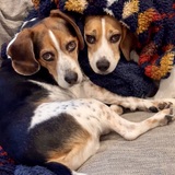 Entry image for Poppy & Lily