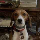 Entry image for Tippy