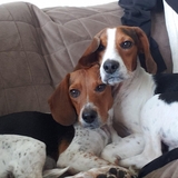 Entry image for Buckeye and Willow
