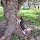 Entry image for Benny