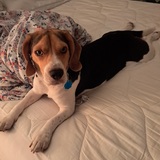 Entry image for Benny