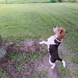 Entry image for Benny
