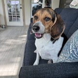 Entry image for Rosey Posey Beagle