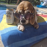 Entry image for Bailey