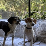 Entry image for Popcorn and Charlie